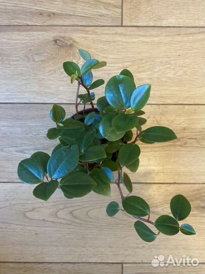 Пеперомия головатая Глабелла