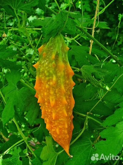 Момордика семена