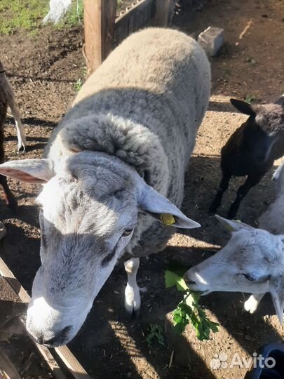 Баран тексель