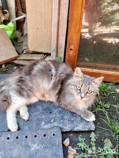 Котята в добрые руки бесплатно