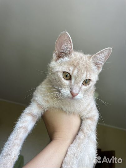 Котенок девочка бесплатно