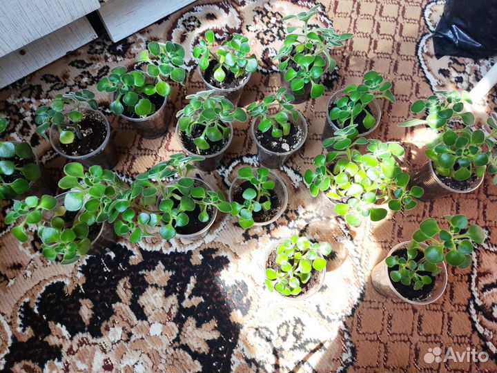 Аихризон дерево любви, отростки