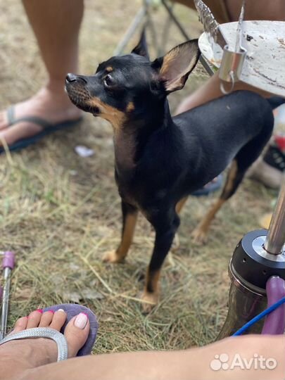 Вязка той-терьер