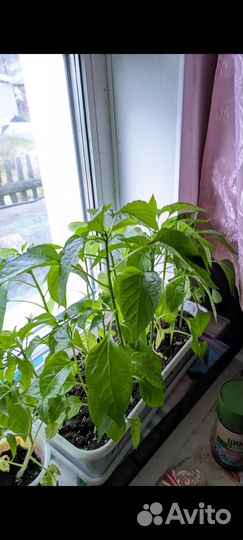 Рассада перцев и баклажанов