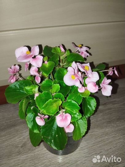 Бегония вечноцветущая