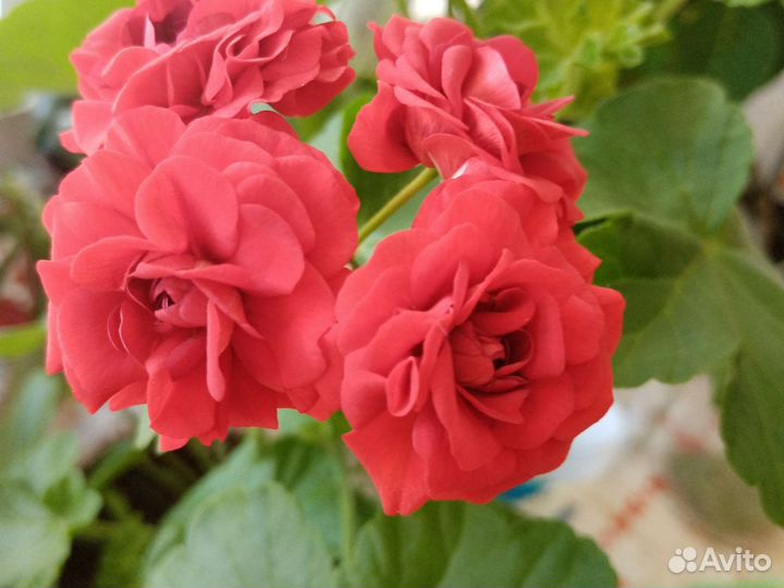 Пеларгония герань разная, мята дом, денежное дерев