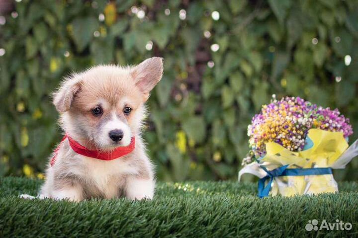 Вельш-корги пемброк