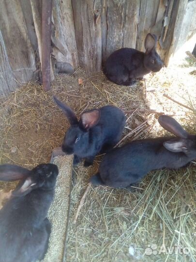 Кролик,обмен на зерно(пшеница, ячмень)