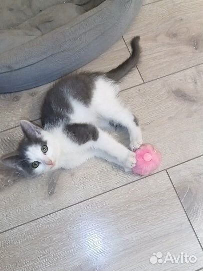 Котику месяц