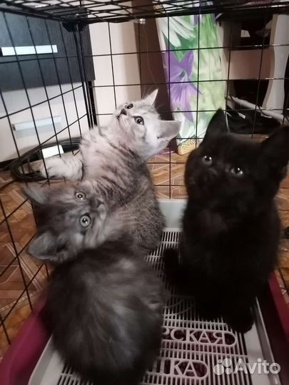 Котята в добрые руки
