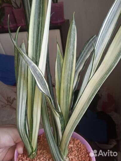 Сансевиерия Бентель Сенсейшн и дракон