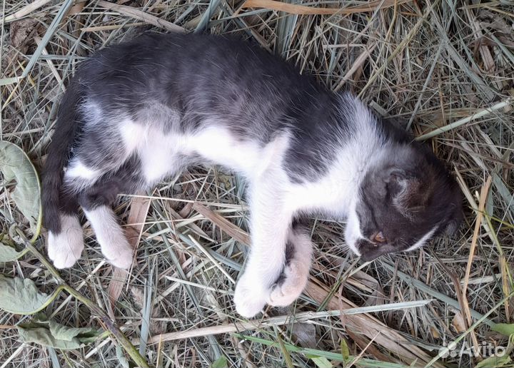 Котёнок
