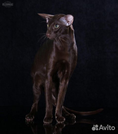 Ориентальная кошка