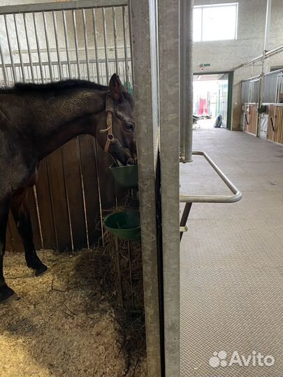 Постой для лошадей