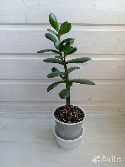 Крассула Овата, денежное дерево