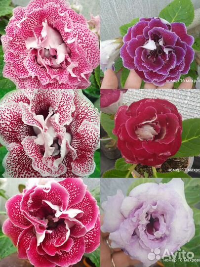 Семена глоксинии