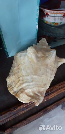 Ракушка морская большая