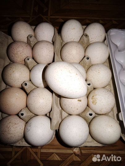 Яйцо индюшиное