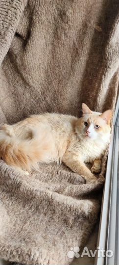 Ищет дом великолепный кот Апельсин