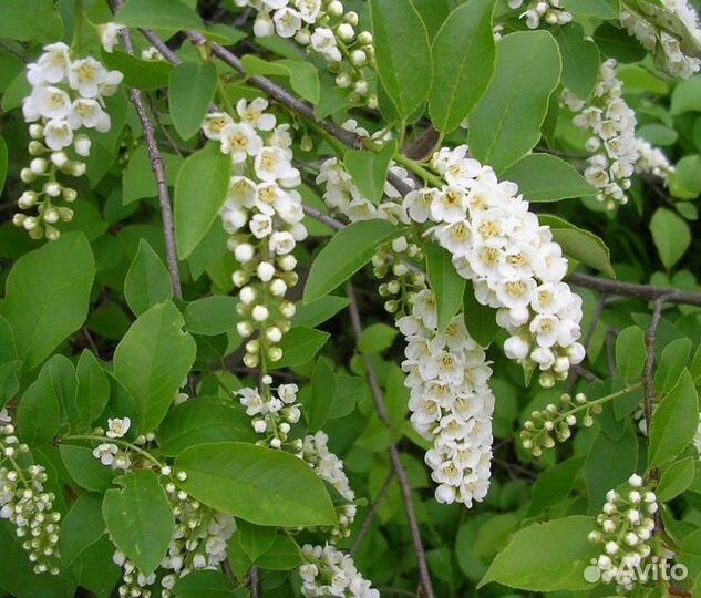 Виргинская черёмуха Кофе Арабика семена