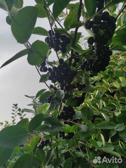 Черноплодная рябина ягоды