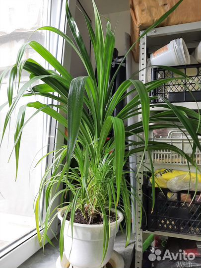 Комнатные цветы панданус