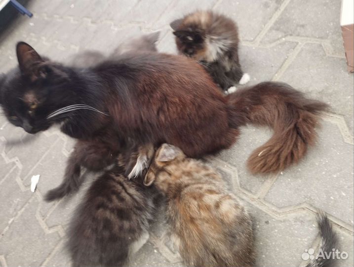 Кошки в добрые руки