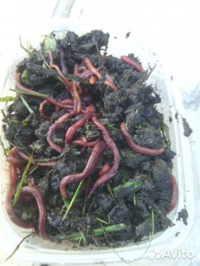 Черви для рыбалки