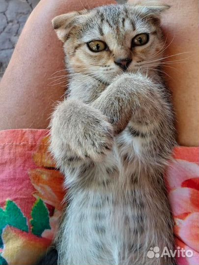 Котик малыш в дар