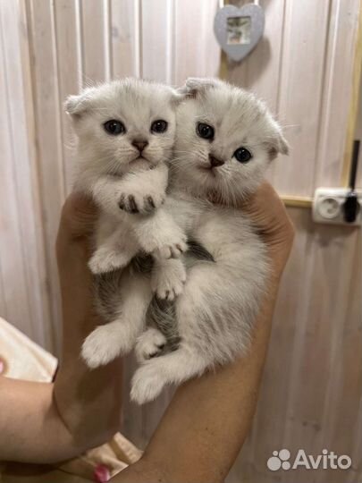 Серебристая шиншилла