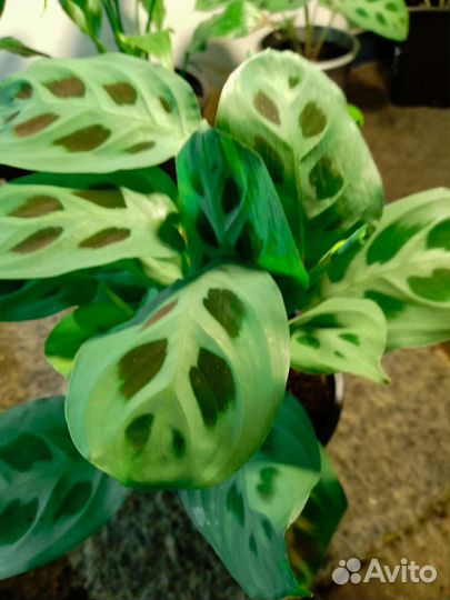 Комнатные цветы