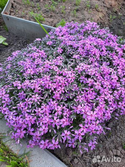 Почвопокровные многолетники