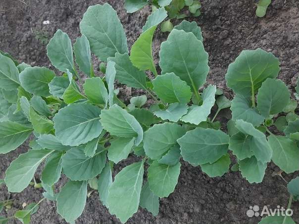 Рассада капусты 