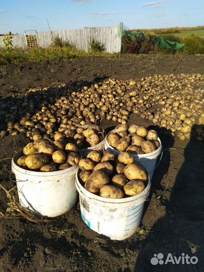 Продам картофель оптом