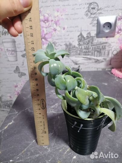 Продаю цветок комнатный