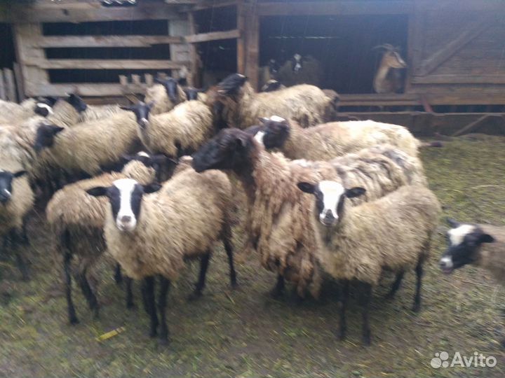 Овцы, бараны, козы