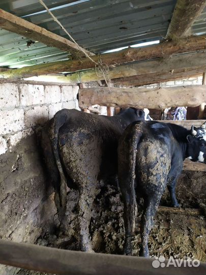 Бычки коровы тёлочки на откорме