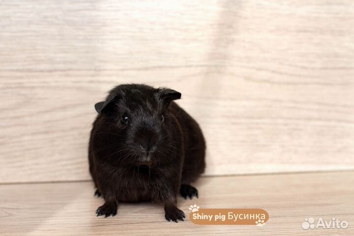 Морская свинка девочка