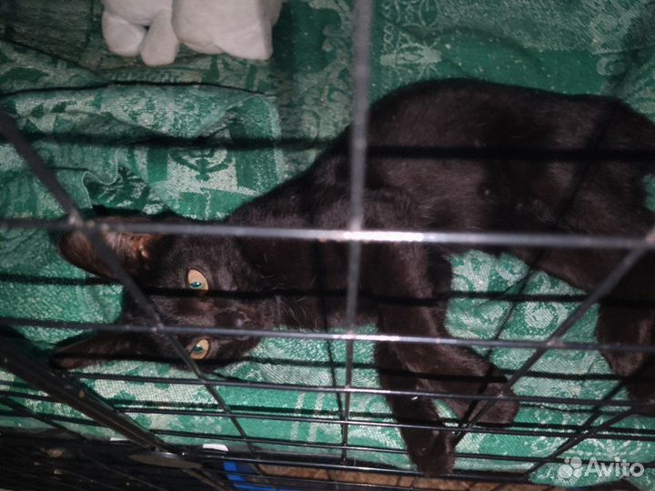 Котенок в добрые руки