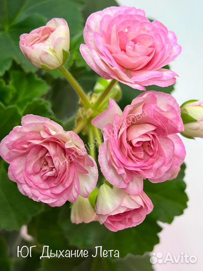 Пеларгония герань