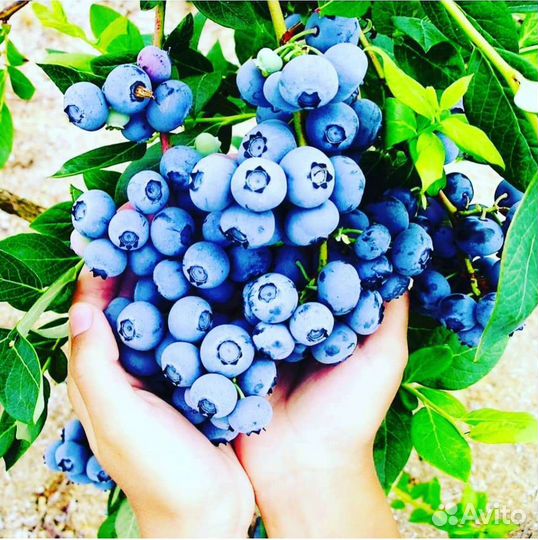 Голубика саженцы