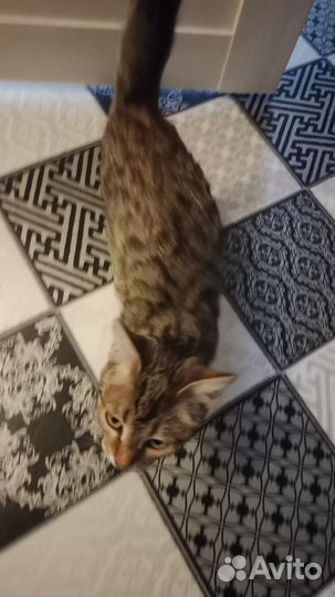 Кошечка в добрые руки