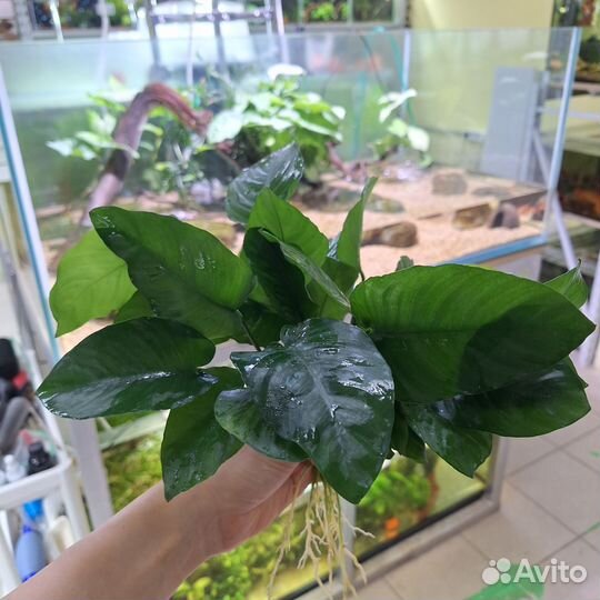 Растения для аквариума десятки видов в наличии