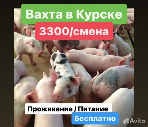 Мясокомбинат вахта высокая ставка упаковщик