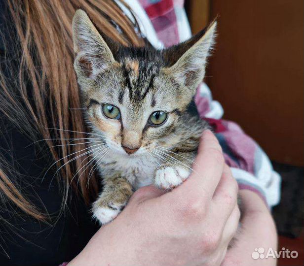 Котенок девочка 2 месяца