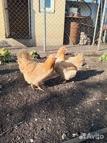 Продаются курочки Нидерхайнер