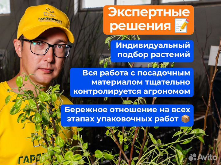 Саженцы сливы оптом. окс