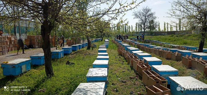 Пчелопакеты с доставкой