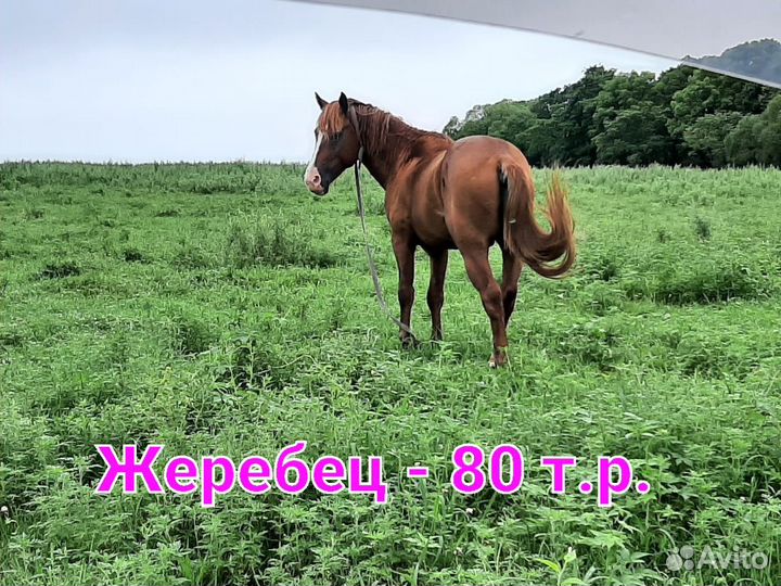 Продаются лошади