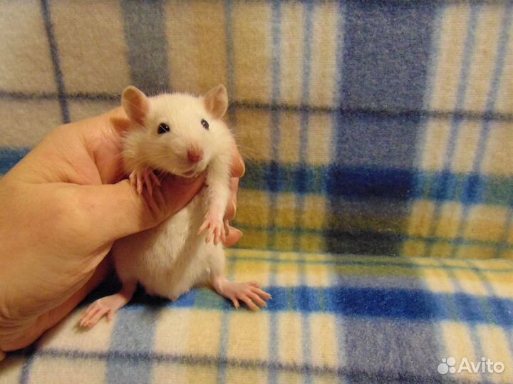 Крысы, крысята малыши - дамбо, стандарт, клетки